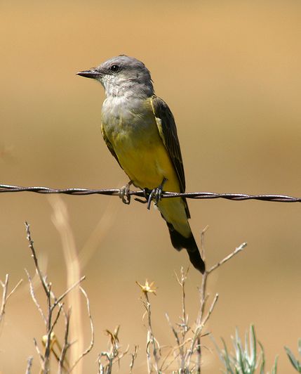 Western Kingbird
