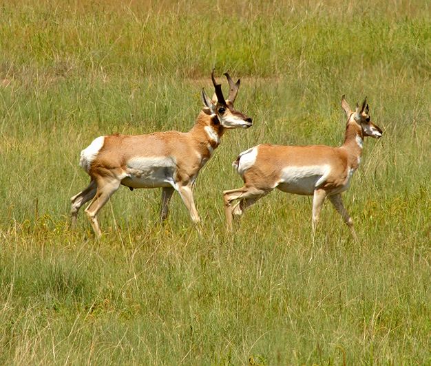 Arizona  Pronghorn #1