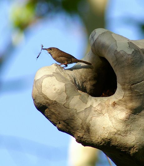 Cleaning House-House Wren
