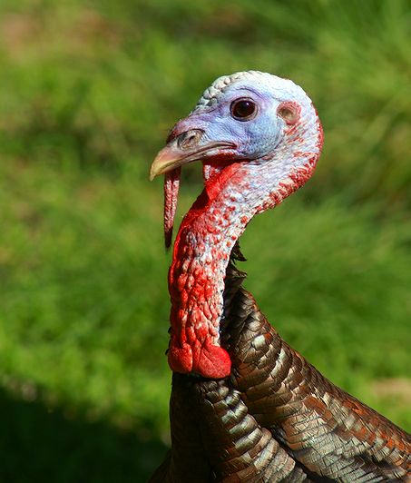 Merriams Turkey #2