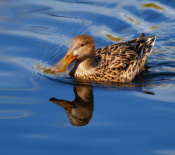 Female Northen Shoveler