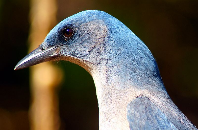 Grey-Breasted Jay