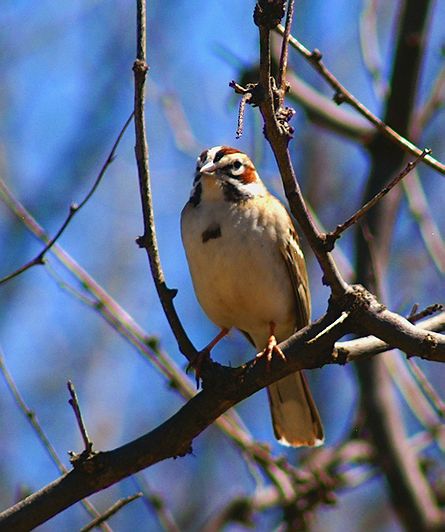 Lark Sparrow