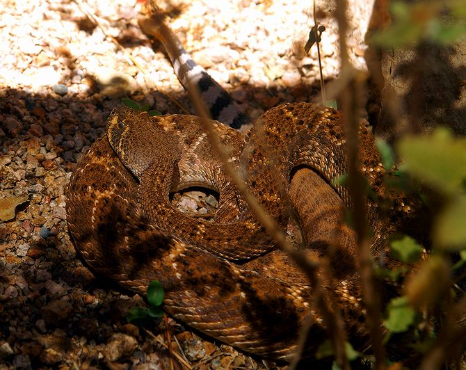 Western Diamondback