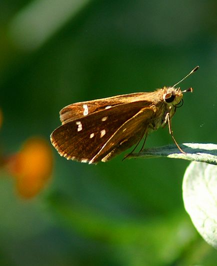Eufala Skipper