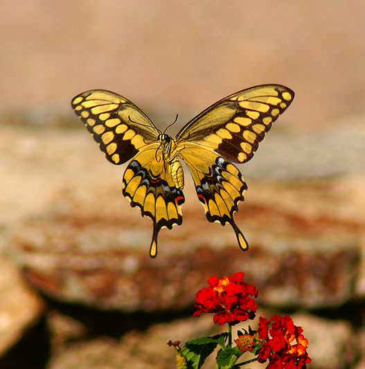 Giant Swallowtail