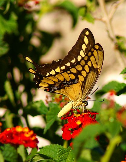 Giant Swallowtail