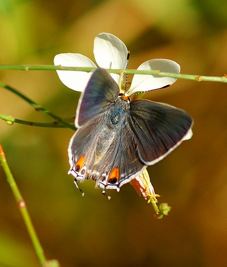 Grey Hairstreak