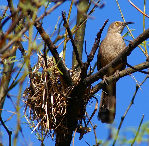 Curved Bill Thrasher