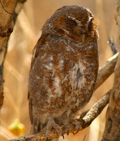Pygmy Owl