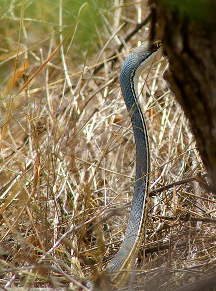 Sonoran Whipsnake