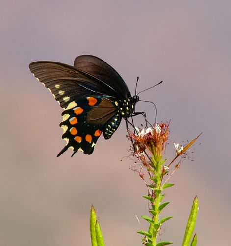 Pipevine Swallowtail