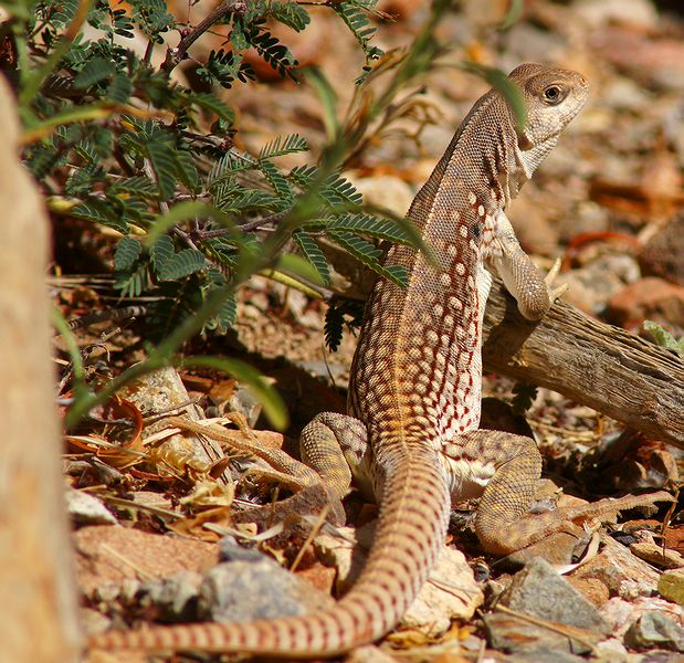 Desert Iguana