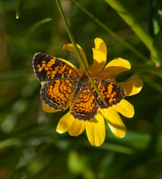 Pearl Crescent