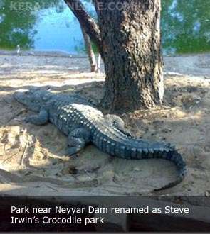 kerala crocodile park steve irvin.jpg