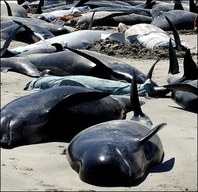 Whales die NZealand.jpg