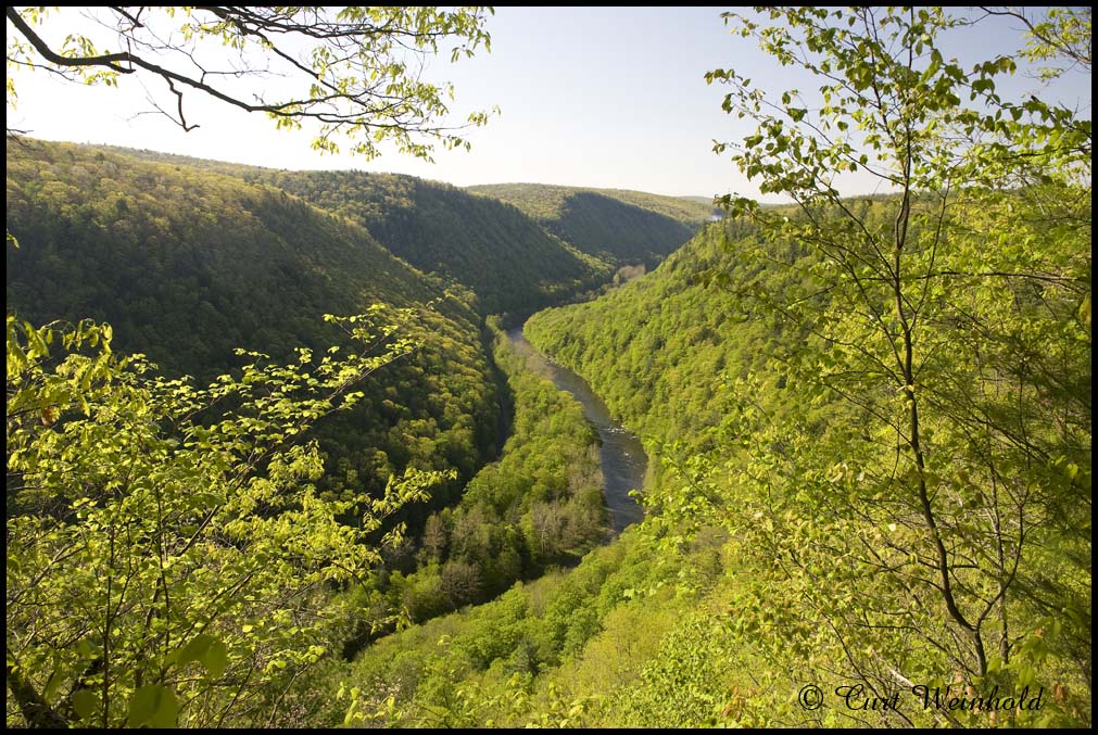 Spring Morning Glory in the Canyon