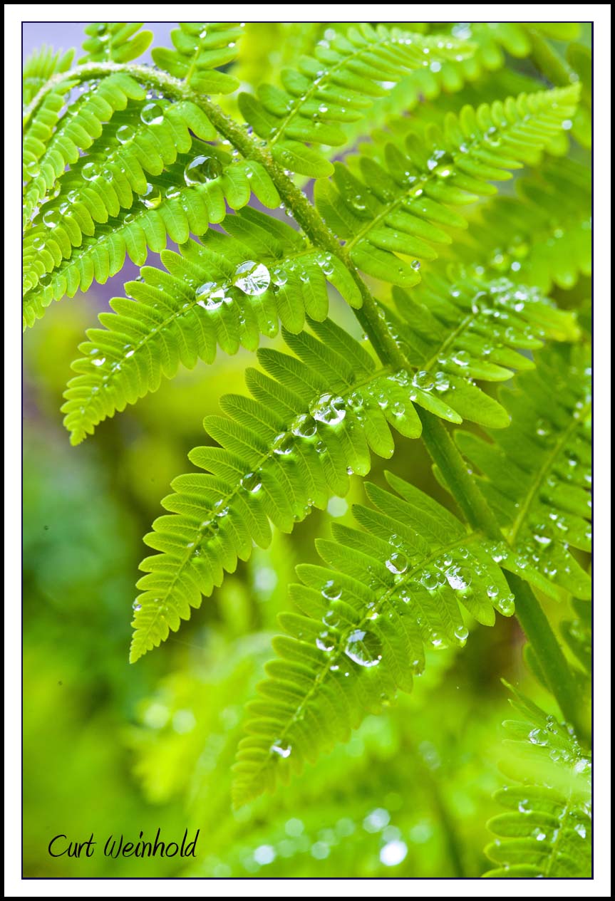 Wet Fern 2.