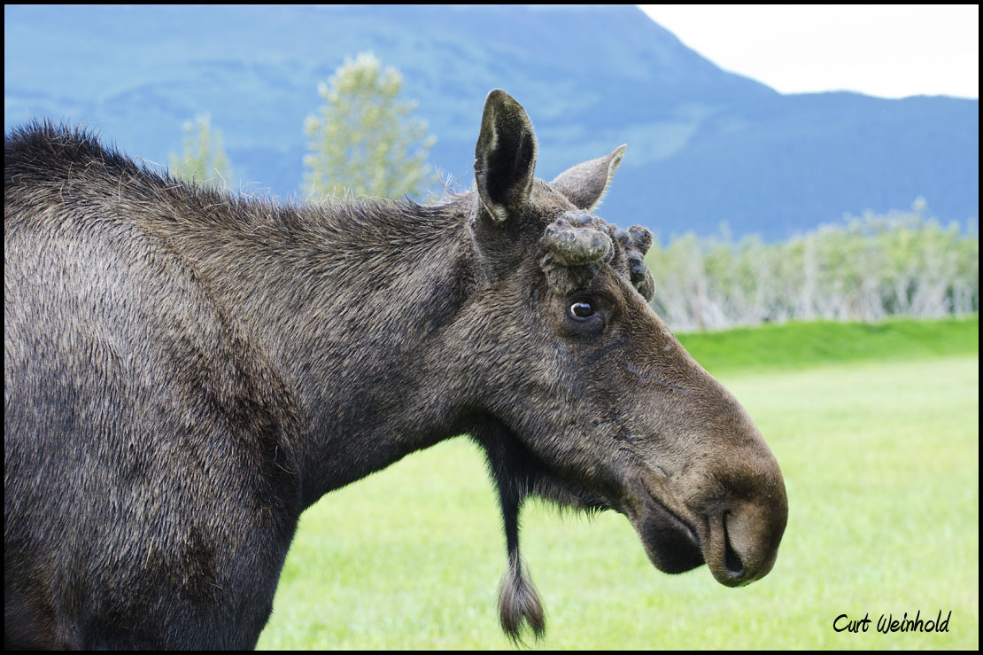 Cow Moose