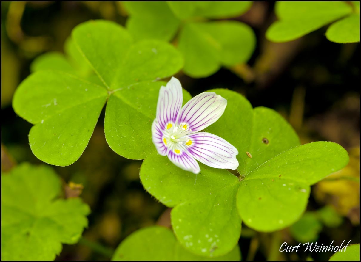 Wood Sorrel