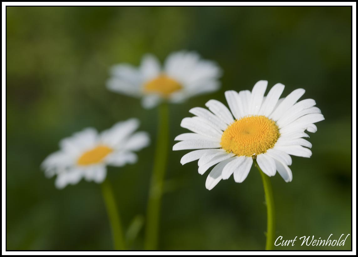 Daisys