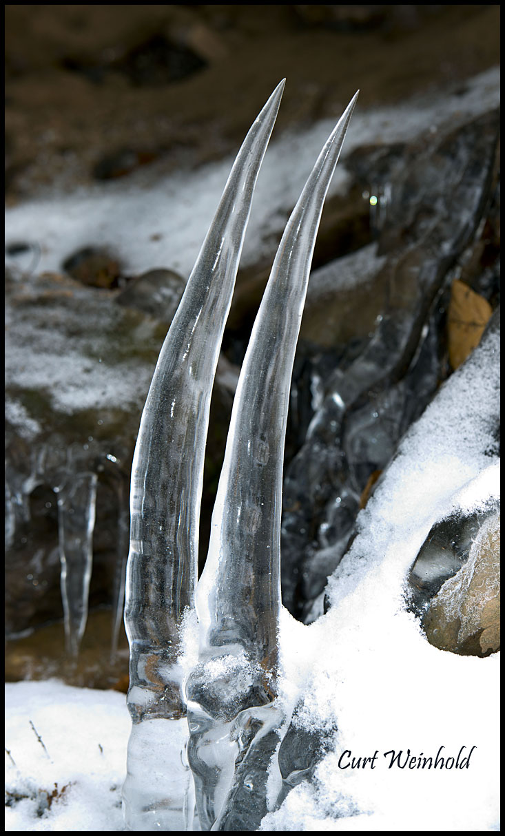 Antelope horns or saber tooth tiger fangs in ice