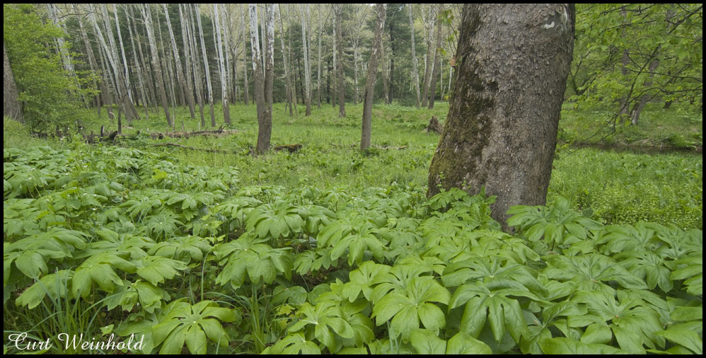 Mayapples
