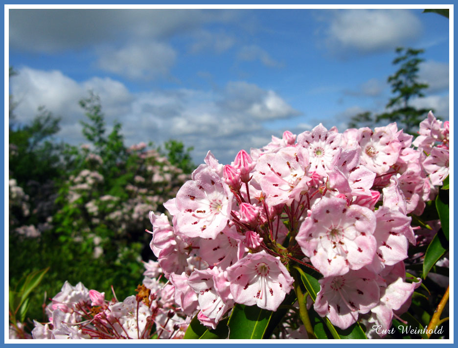 Mountain Laurel-Pa. State Flower