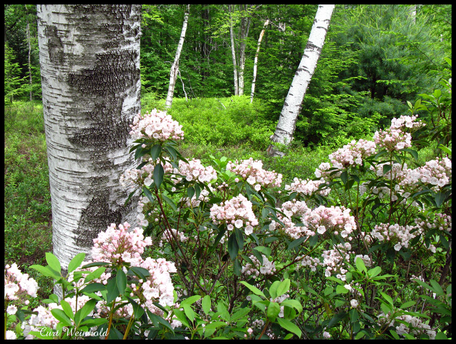 Mt Laurel & White Birch