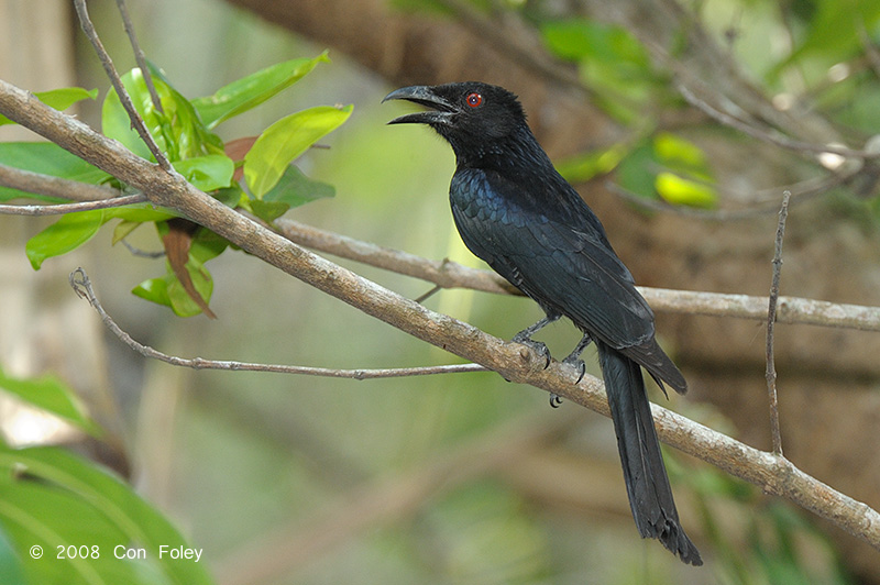 Drongo, Spangled @ Howard Springs Nature Reserve