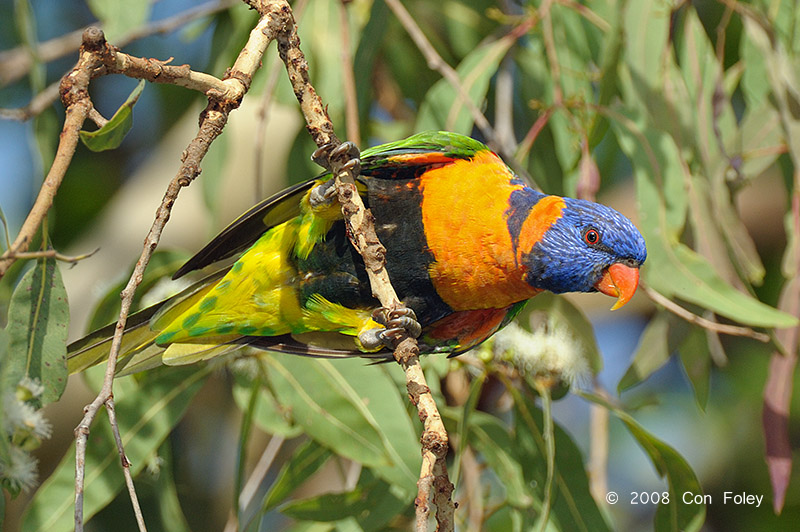 Lorikeet, Red-collared (male) @ Adelaide River on Stuart Hwy