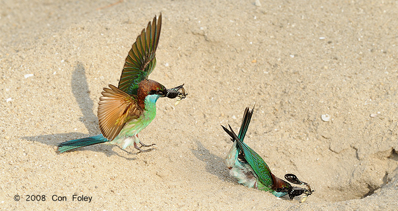 Bee-eater, Blue-throated @ Punggol