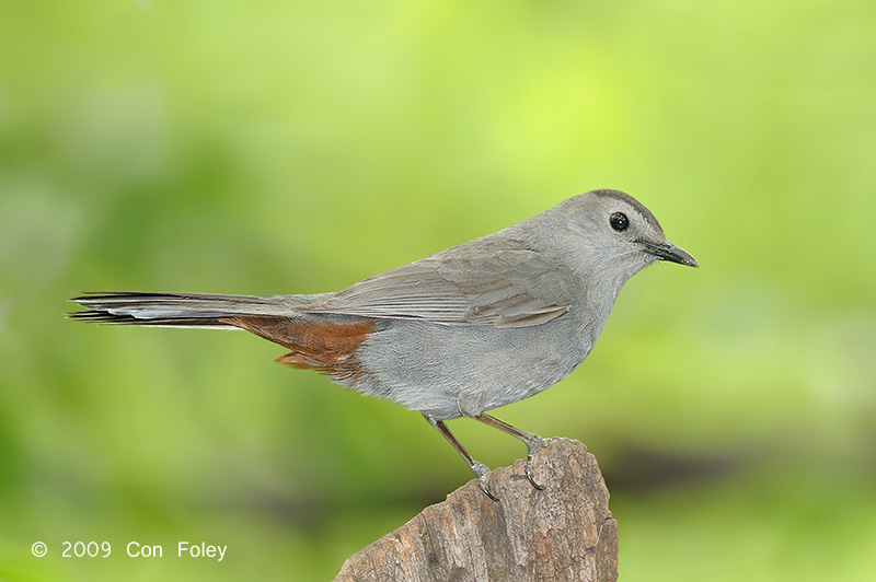 Catbird, Grey @ Central Park, NY