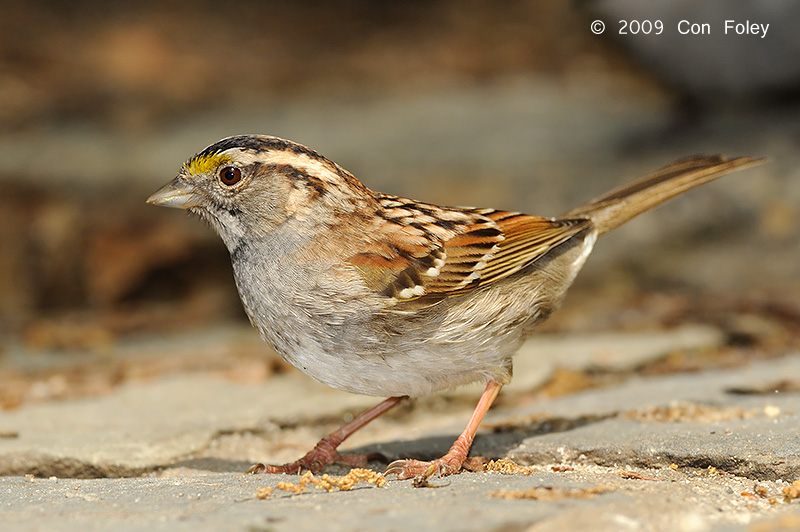 Sparrow, White-throated @ Central Park, NY