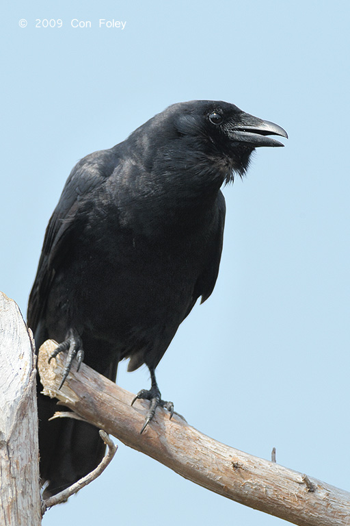 Crow, American @ Cape May, NJ