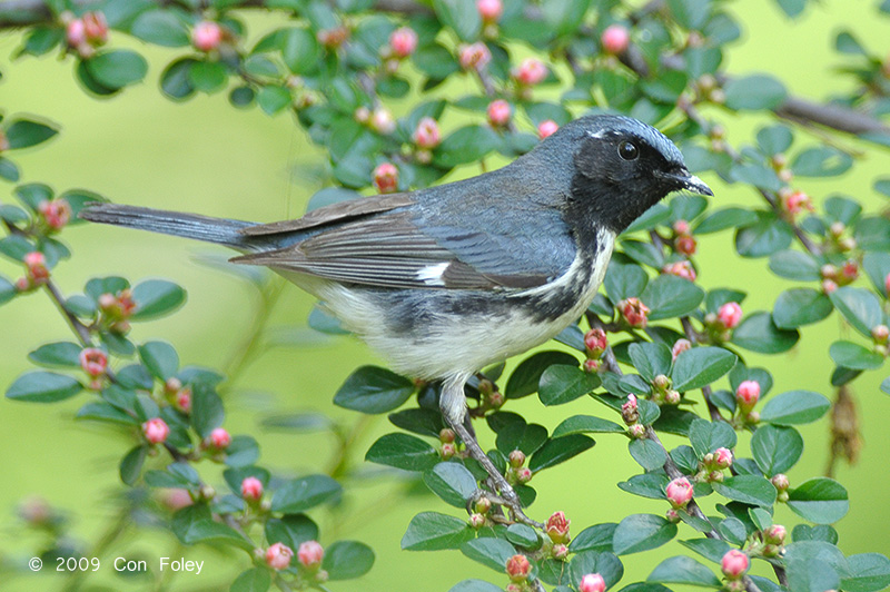 Warbler, Black-throated Blue (male) @ Central Park, NY