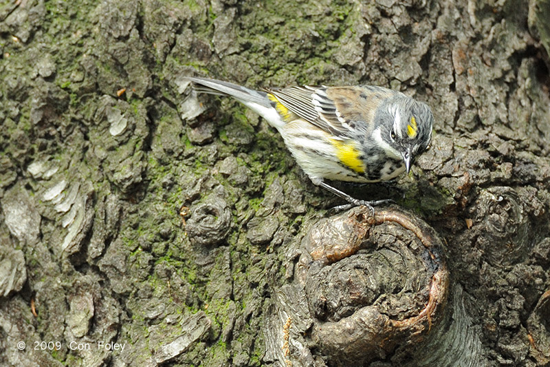 Warbler, Yellow-rumped (male) @ Central Park, NY