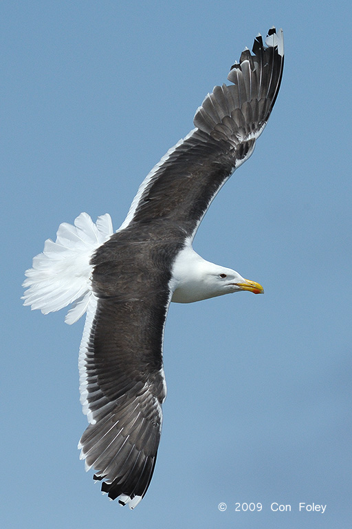 Gull, Greater Black-backed @ Cape May to Lewes Ferry