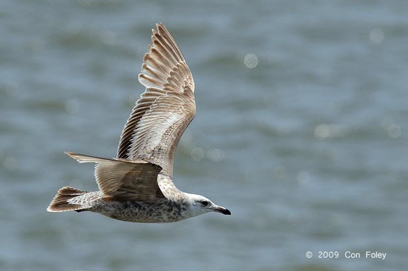 Gull, Greater Black-backed (juv) @ Cape May to Lewes Ferry