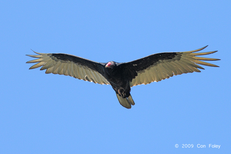 Vulture, Turkey @ Jamestown, VA