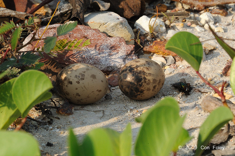 Nightjar, Savanah (eggs) @ Tuas