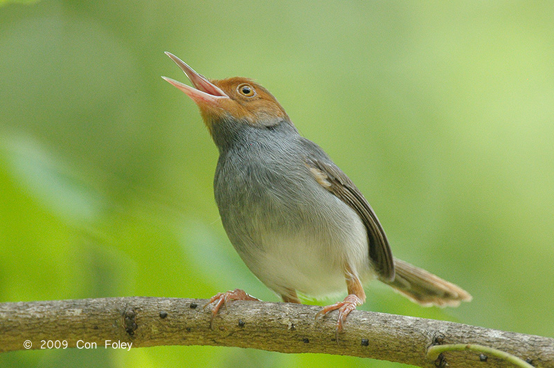Tailorbird, Ashy (male) @ Jurong Lake