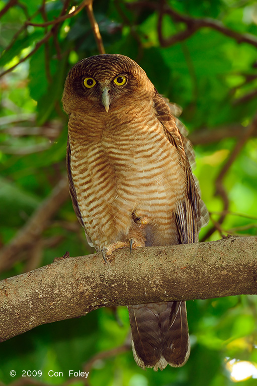 Owl, Rufous @ Botanic Gardens