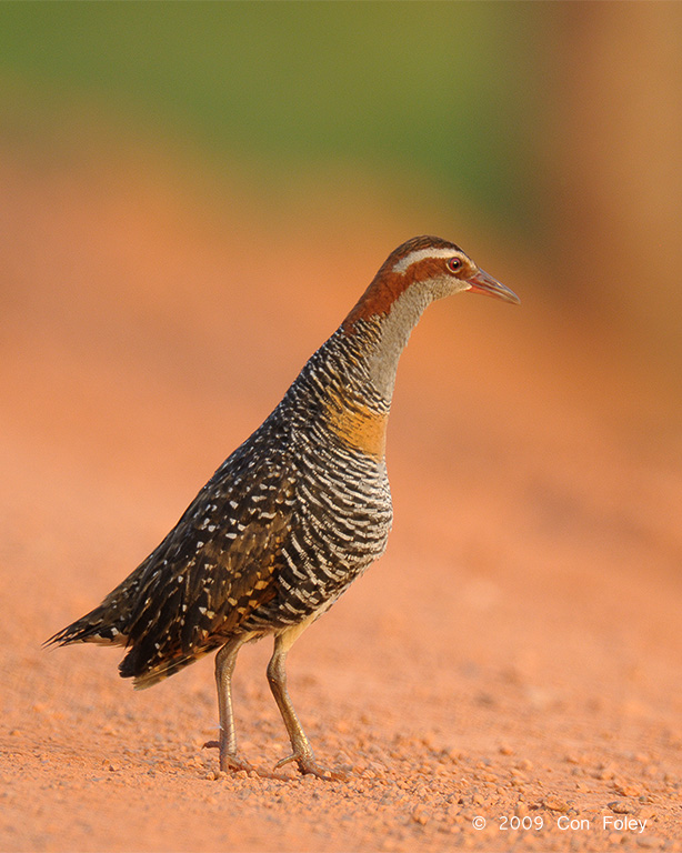 Rail, Buff-banded @ Fogg Dam