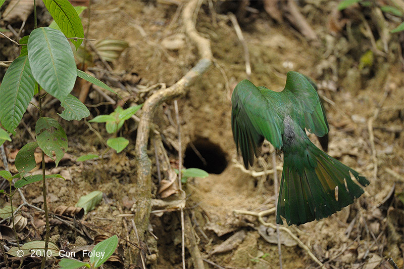 Bee-eater, Red-bearded (female)
