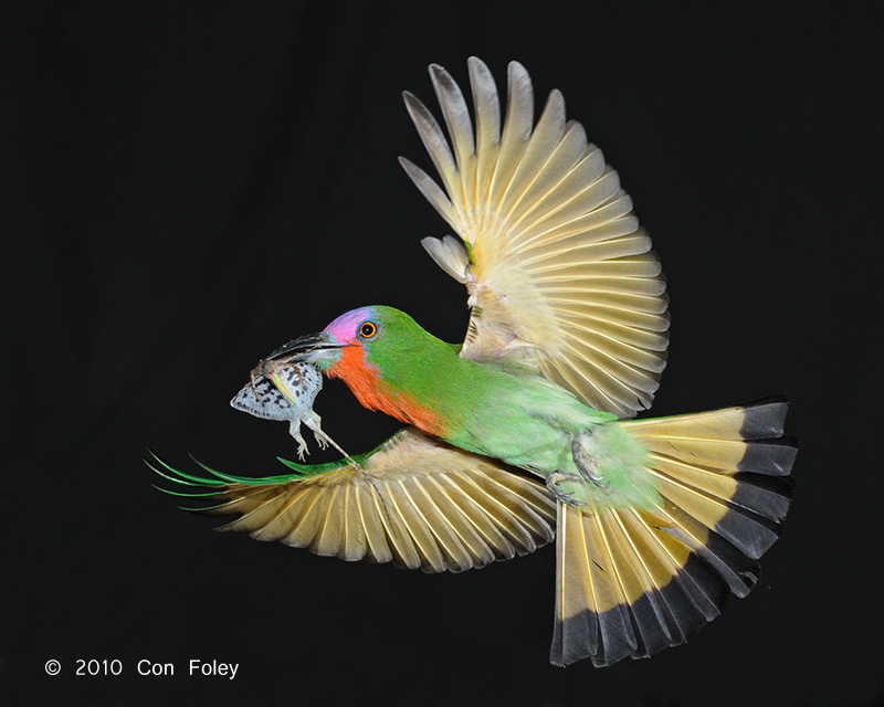 Bee-eater, Red-bearded (male)