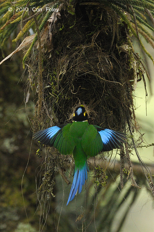 Broadbill, Long-tailed @ Telecom Loop