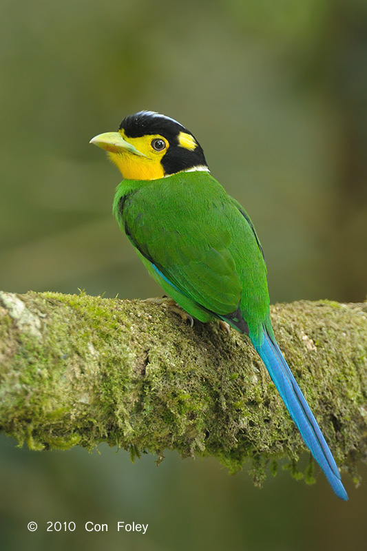 Broadbill, Long-tailed @ Telecom Loop