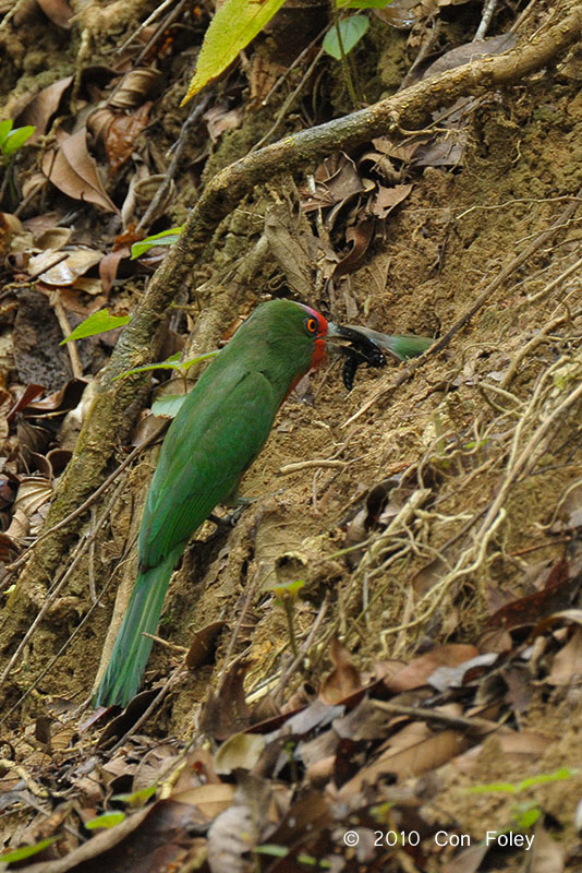 Bee-eater, Red-bearded (female)