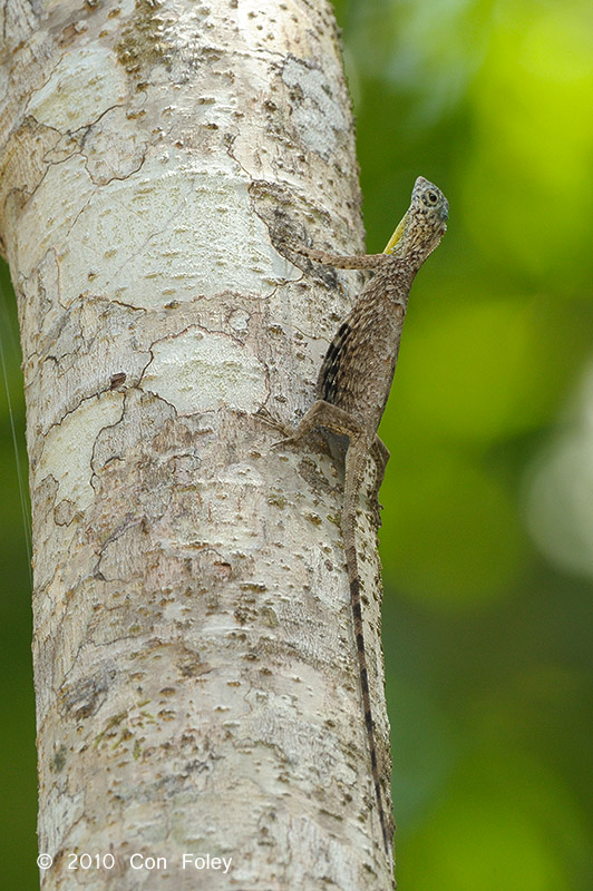 Common Gliding Lizard